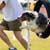 Other Dog Competitions