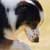 Taking Your Dog to Obedience Classes